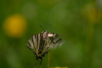 Fototapeta premium The scarce swallowtail butterfly basking in the sun on a dandelion. Iphiclides podalirius, the large and colorful insect also called pear-tree swallowtail