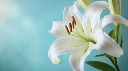 Close up of a white lily against a soft blue backdrop