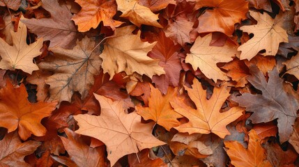 Obraz premium In the park there are orange fall leaves, a natural autumn backdrop