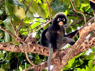 black and white monkey