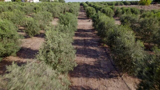 Aerial view drone tracking shot of olive grove