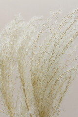 Pampas grass neutral beige color background close up. Plant texture. Scandinavian minimalistic home design poster.