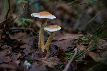common sulphur tuft mushroom Hypholoma fasciculare