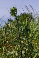 Artemisia vulgaris common mugwort allergen flowering