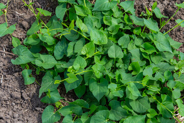 Field bindweed or Convolvulus arvensis European bindweed Creeping Jenny Possession vine herbaceous perennial plant with open and closed white flowers surrounded with dense green leaves