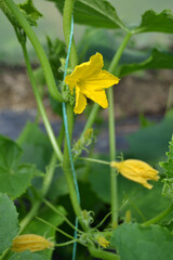Yellow flower in the garden