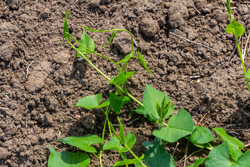 Field bindweed or Convolvulus arvensis European bindweed Creeping Jenny Possession vine herbaceous perennial plant with open and closed white flowers surrounded with dense green leaves