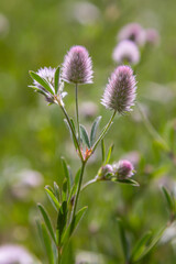 Trifolium arvense closeup. Fluffy clover in a meadow. Summer flora growing in the field. Colorful bright plants. Selective focus on the details, blurred background
