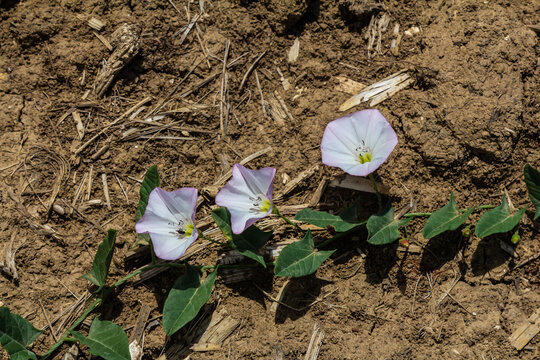 Field bindweed or Convolvulus arvensis European bindweed Creeping Jenny Possession vine herbaceous perennial plant with open and closed white flowers surrounded with dense green leaves