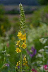 Summer in the wild among wild grasses is blooming agrimonia eupatoria.Medicinal plant