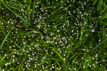 White blossoms of the longleaf bird's eye Stellaria longifolia