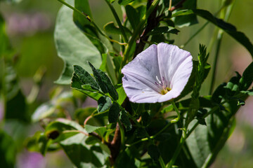 Field bindweed or Convolvulus arvensis European bindweed Creeping Jenny Possession vine herbaceous perennial plant with open and closed white flowers surrounded with dense green leaves