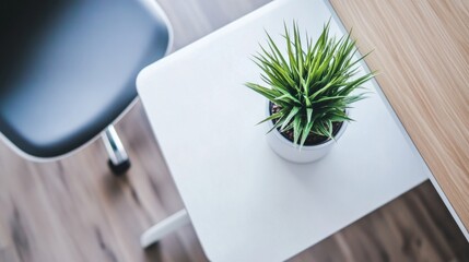 Top-down view of a small office with minimalist furniture, a single potted plant, and modern, uncluttered decor.