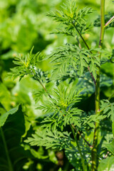 Artemisia vulgaris common mugwort allergen flowering