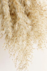 Pampas grass neutral beige color background close up. Plant texture. Scandinavian minimalistic  home design poster.