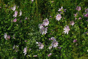 Close-up of beautiful flowers in the sun in spring. Malva common. Malva sylvestris. Common mallow