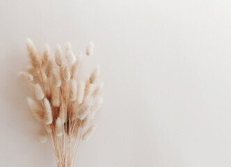 Dry fluffy flowers bouquet on beige background template with copy space.  fluffy bunny tails Tan pom pom plants grass backdrop.Poster.Autumn vibes