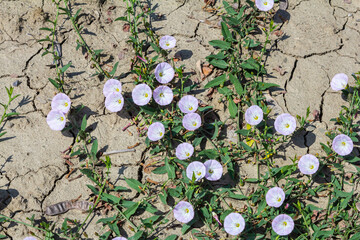 Field bindweed or Convolvulus arvensis European bindweed Creeping Jenny Possession vine herbaceous...