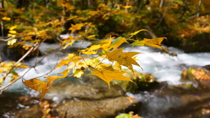 紅葉の奥入瀬渓流