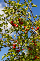 clusters of red fruits Crataegus coccinata tree close up