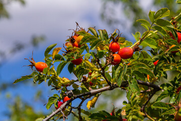 Red dog rose berries in autumn season. Many Red rosehip fruits and green leaves in sunny day