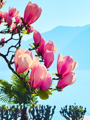 Macro pink magnolia liliiflora buds, Lugano, Switzerland