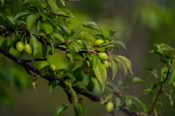 Prunus cerasifera edible wild plant. Unripe green fruit on a tree branch.