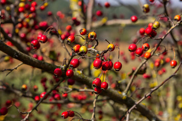 clusters of red fruits Crataegus coccinata tree close up