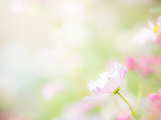 秋の公園や花壇を彩るコスモスのある風景。背景。自然風景素材。