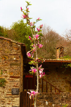 Beautiful magnolia tree with pink blossom outdoors, closeup. Spring season. Spring day. lum Flower blooming on a background of a stone old house. Blooming Spring flowers on a branch tree. 