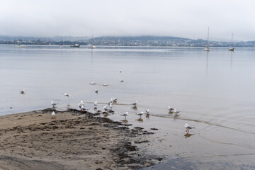 Birds in their natural environment