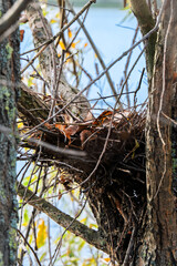 Bird's nest made of branches on a tree.