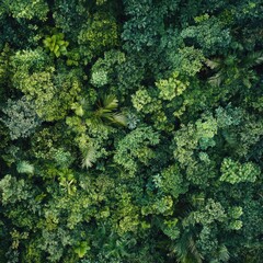 Verdant rainforest canopies from above