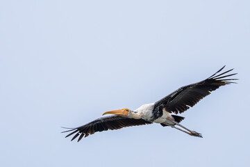 Flying painted Stork with good background, Bharatpur, India