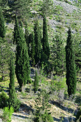 Forest in the mountains