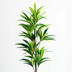 Obraz premium interior plants isolated on a light background