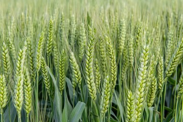 A detailed view of a field of green wheat