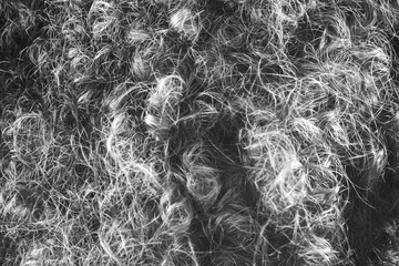 evocative black and white image surface texture of hair curls