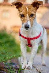 Cute active dog walking in backyard at summer day. Jack Russell Terrier portrait outdoors