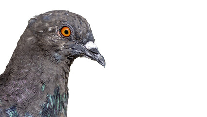 Isolated portrait of a pigeon with copy space © Patrick Rolands