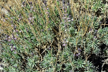 Spain- Santa Cruz de Tenerife- Teide white broom (Spartocytisus supranubius) growing in Teide National Park with Mount Teide in background