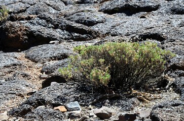 Scenic view of volcanic rock formations in desert during sunny day, Teide National Park, Tenerife