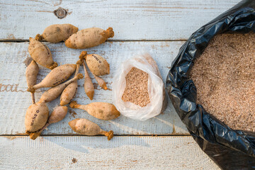 Putting away freshly divided dahlia tubers dipped in cinnamon, using wood shavings as a storage medium. Preparing dahlias for winter storage.