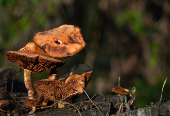 Agrocybe Mushroom Growing After a Rainfall