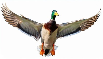 Obraz premium Mallard bird fly full body isolate on White background PNG