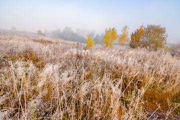 Fototapeta premium countryside landscape in autumn fog. scenic view. sunny morning. beautiful scenery in carpathian valley. colorful trees in mist. grassy fields in fall season. mysterious weather in ukraine