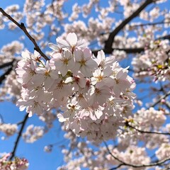 Cherry blossoms in full bloom against a clear blue sky