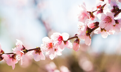 Blossoming peach flowers in the garden in spring