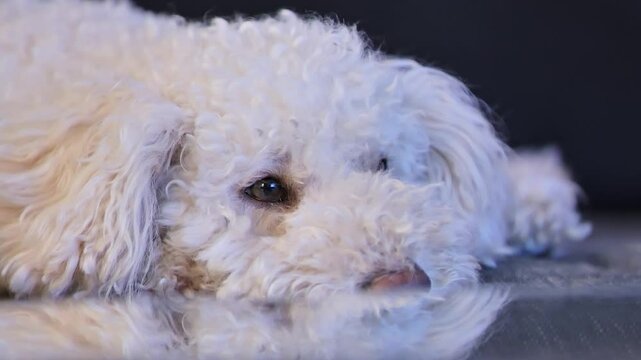 Relaxed Bichpoo watching TV, cozy evening light and gentle reflection