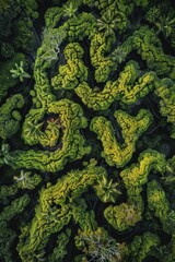 Obraz premium Close-up shot of broccoli growing amidst trees and foliage